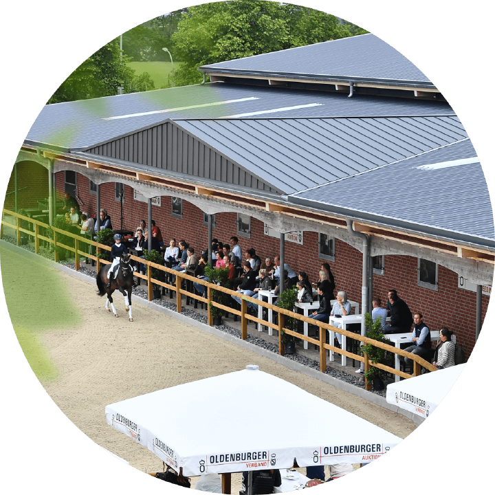oldenburger verband pferdezucht derby community einstiegsbild oldenburger verband pferdezucht derby community einstiegsbild